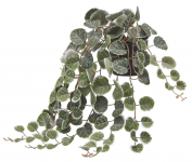 Церопегия декоративная Ceropegia