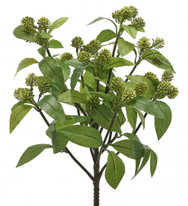 Калина кустовая декоративная EDG Viburnum светло-зеленый Фото 1