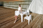 Стул пластиковый Vondom Solid Basic полиэтилен белый Фото 5
