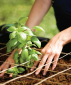 Пластиковое кашпо Raised Garden Bed Keter Raised Garden Bed полипропилен черный Фото 6